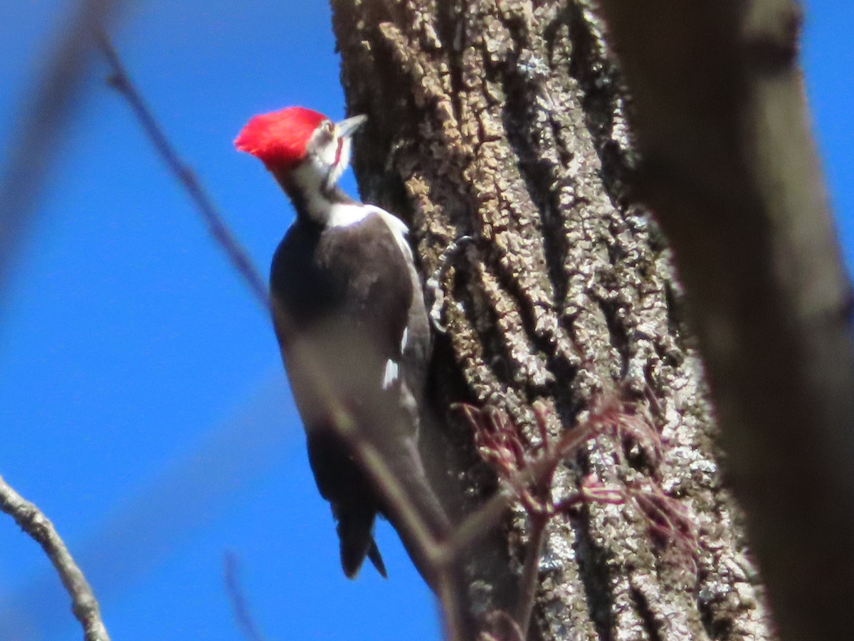 Pileated Woodpecker - Jen Hirt