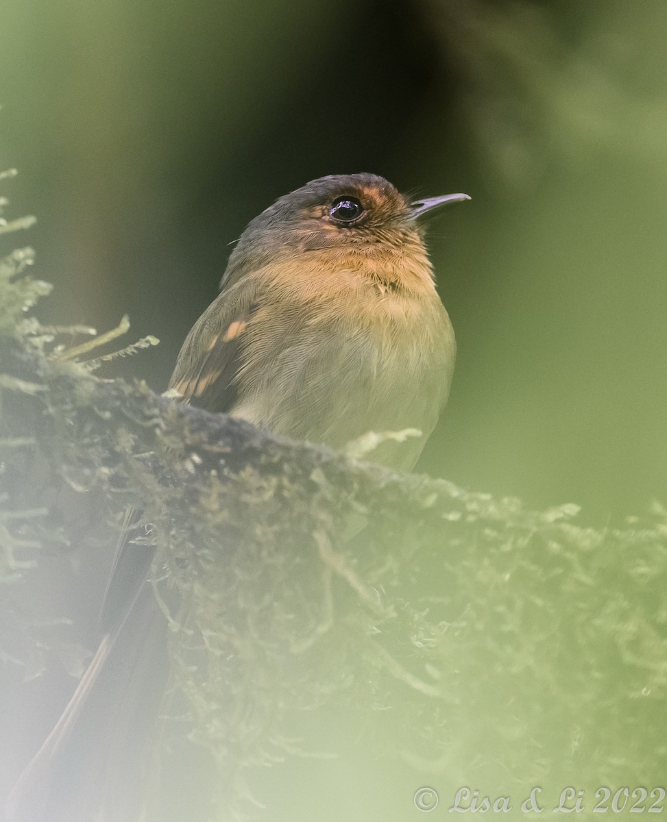 Rufous-breasted Flycatcher - ML429983241