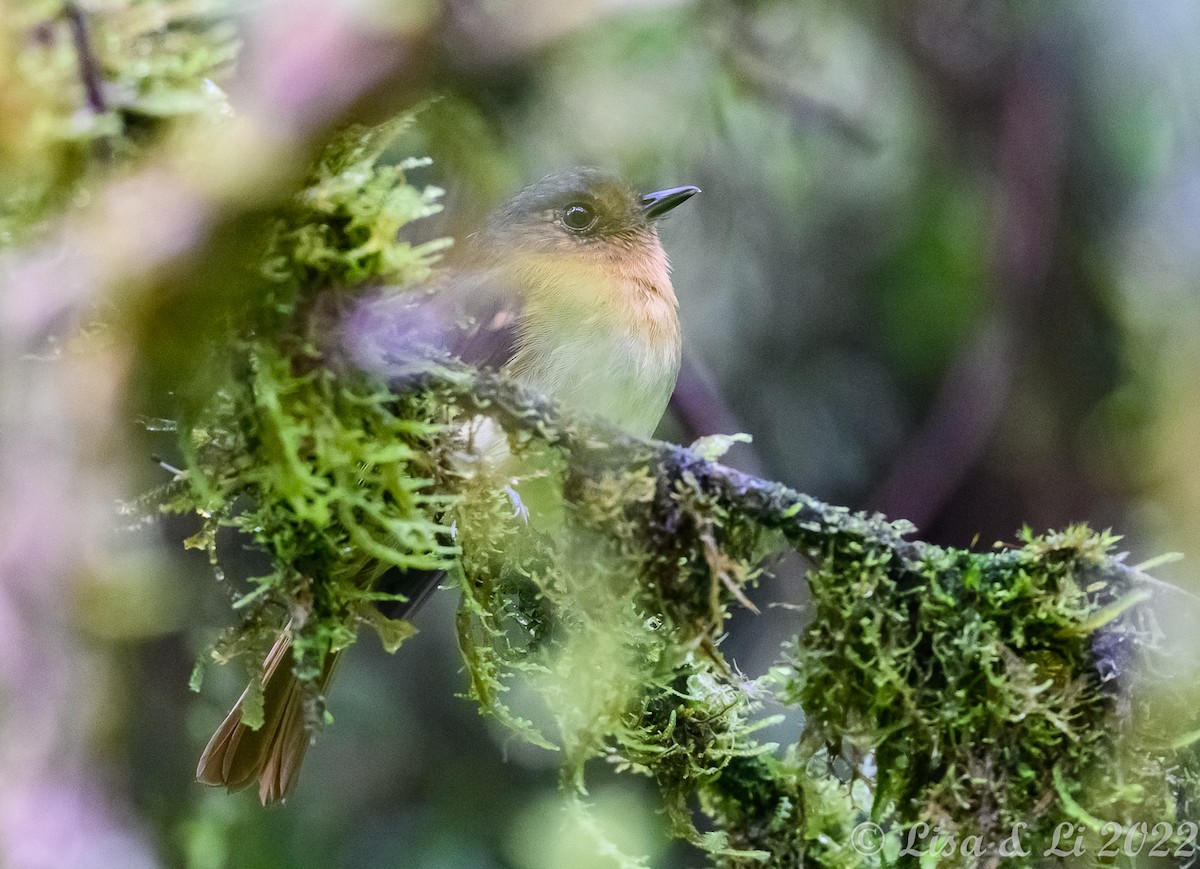 Rufous-breasted Flycatcher - ML429983261