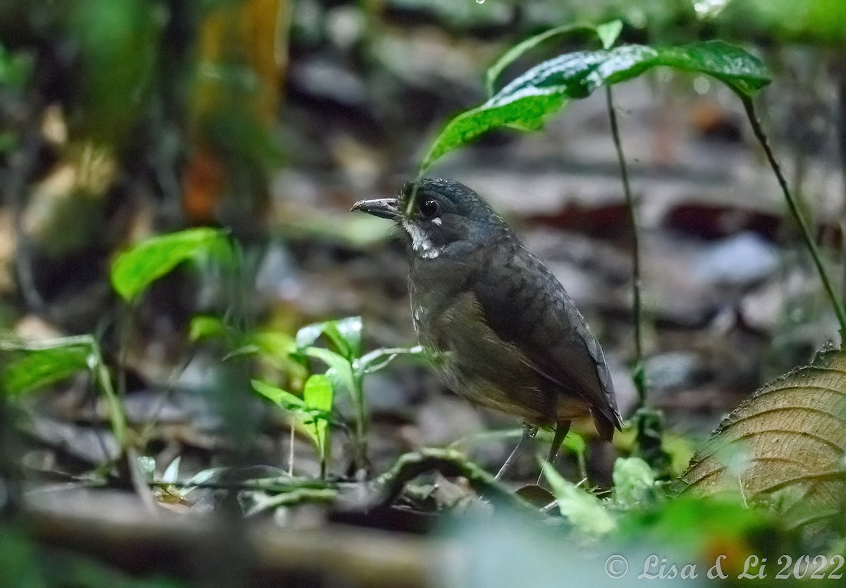 Moustached Antpitta - ML429983371