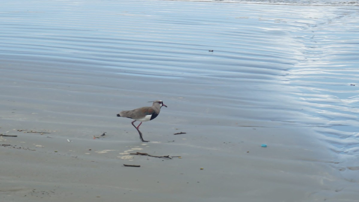 Southern Lapwing - ML429983941