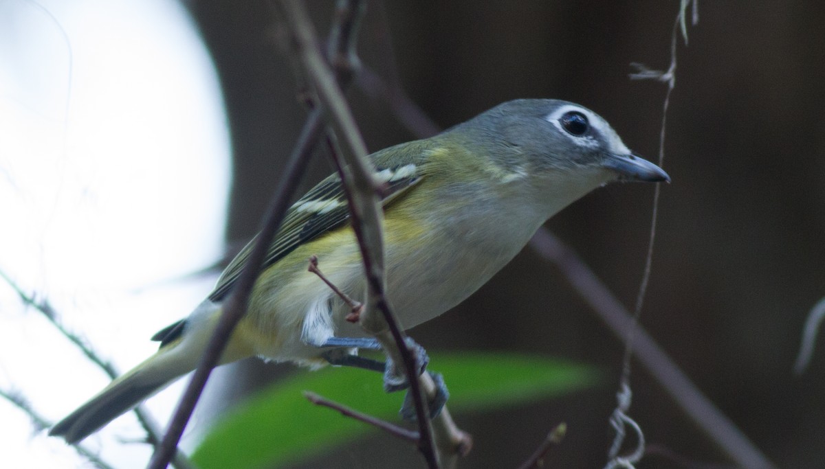 Blue-headed Vireo - ML42998521