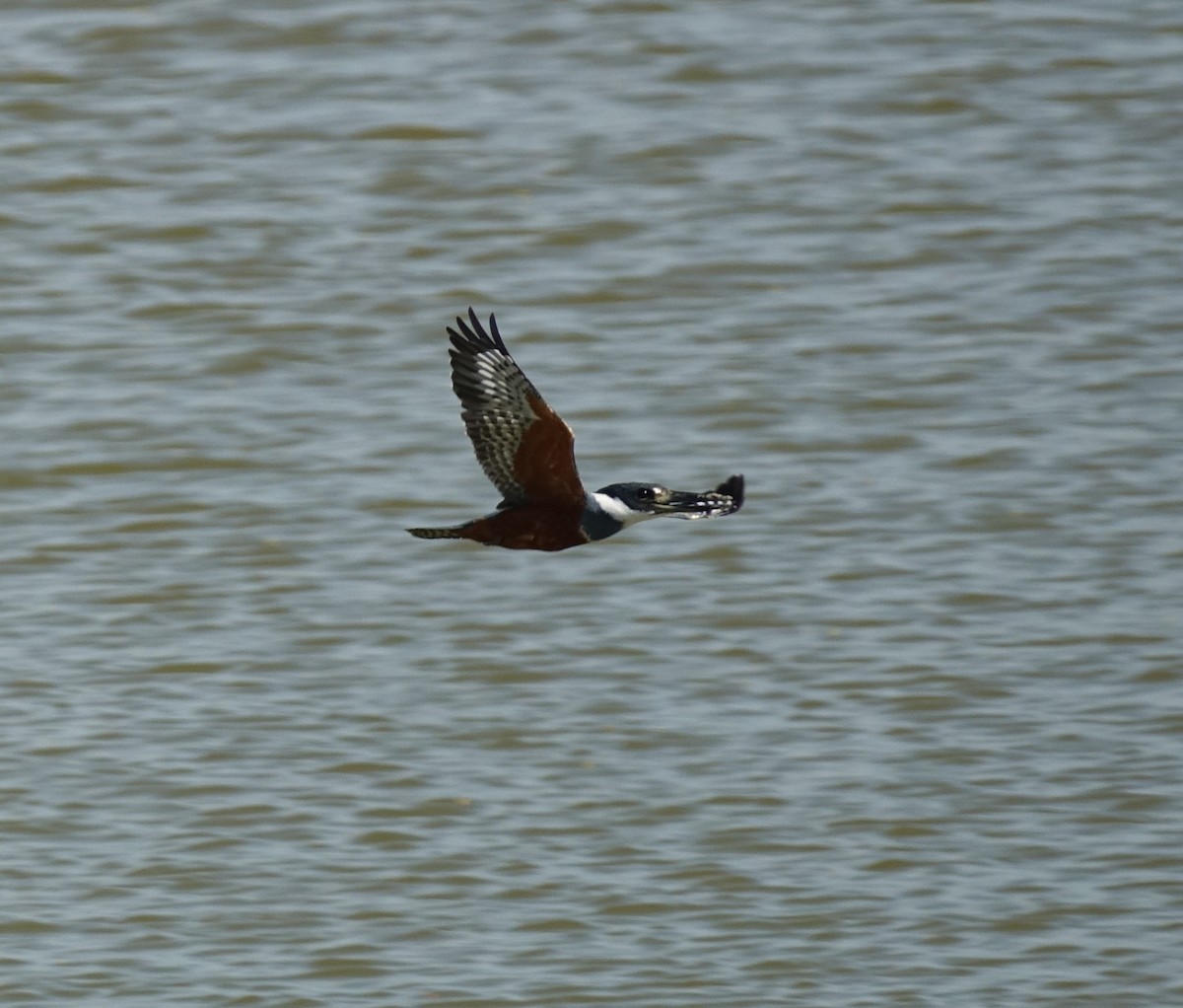 Ringed Kingfisher - ML429985511