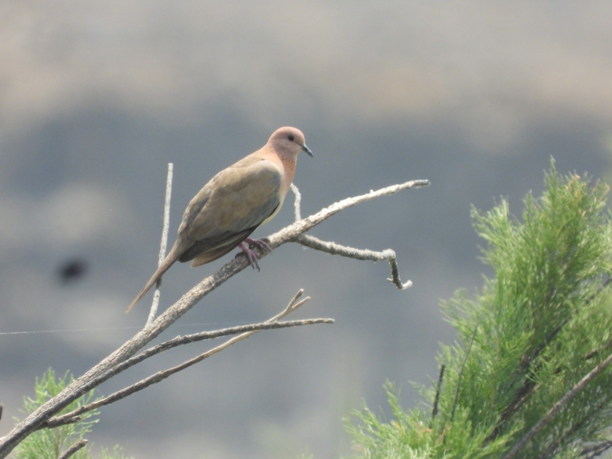 Laughing Dove - ML429985611