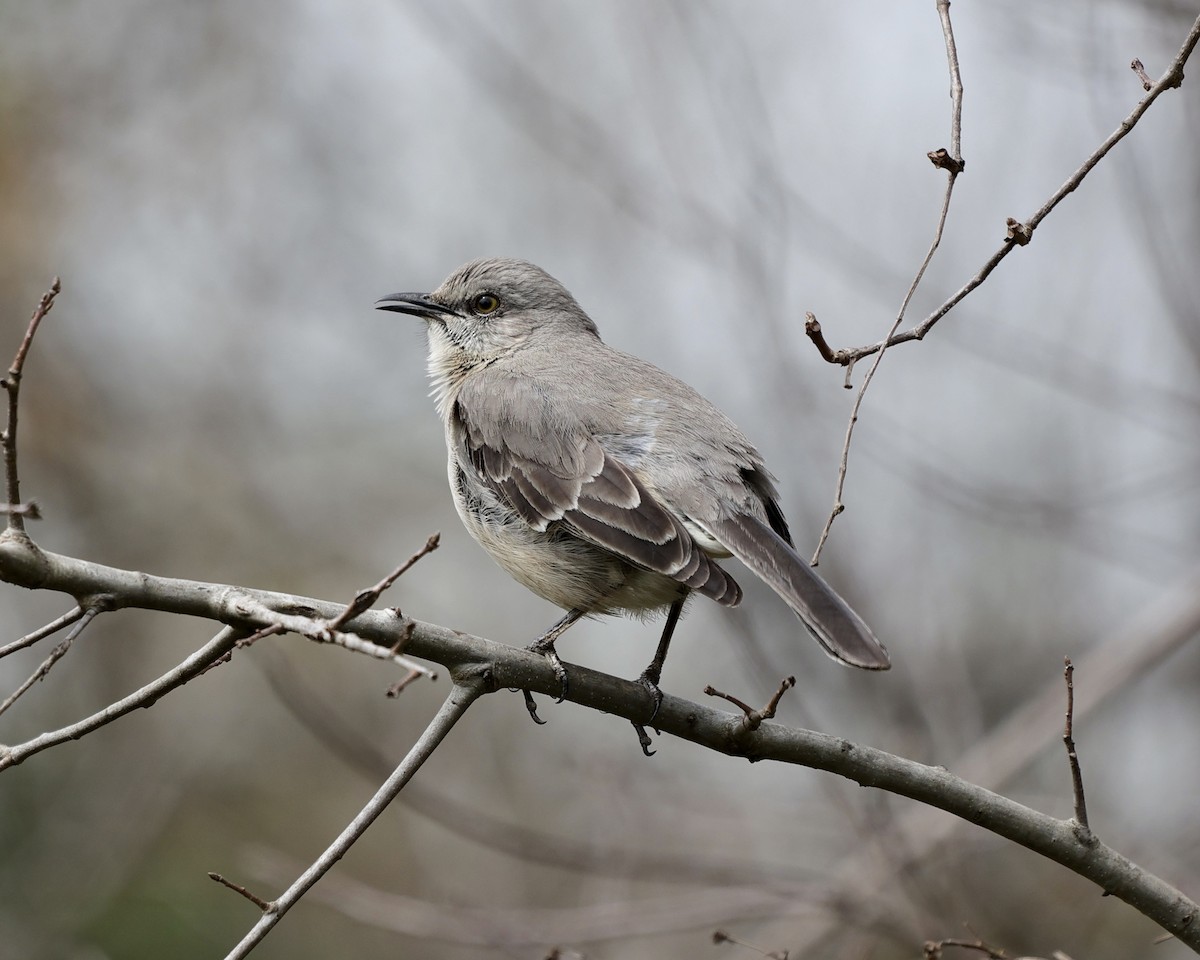 Northern Mockingbird - ML429985881