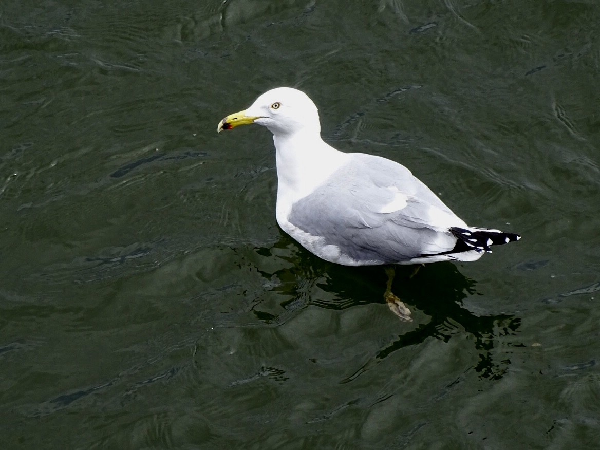 Gaviota Argéntea - ML429986431