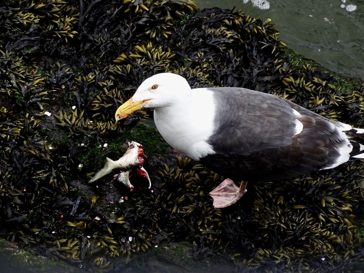 Great Black-backed Gull - ML429986691