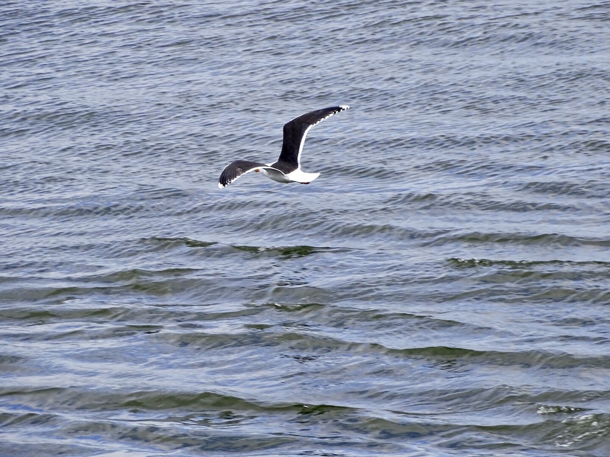 Great Black-backed Gull - ML429986701