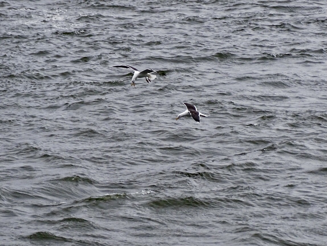 Great Black-backed Gull - ML429986991