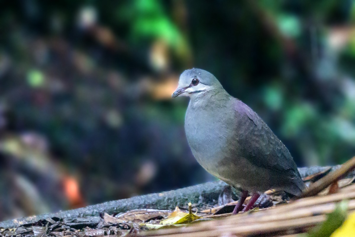 Purplish-backed Quail-Dove - Bradley Hacker 🦜