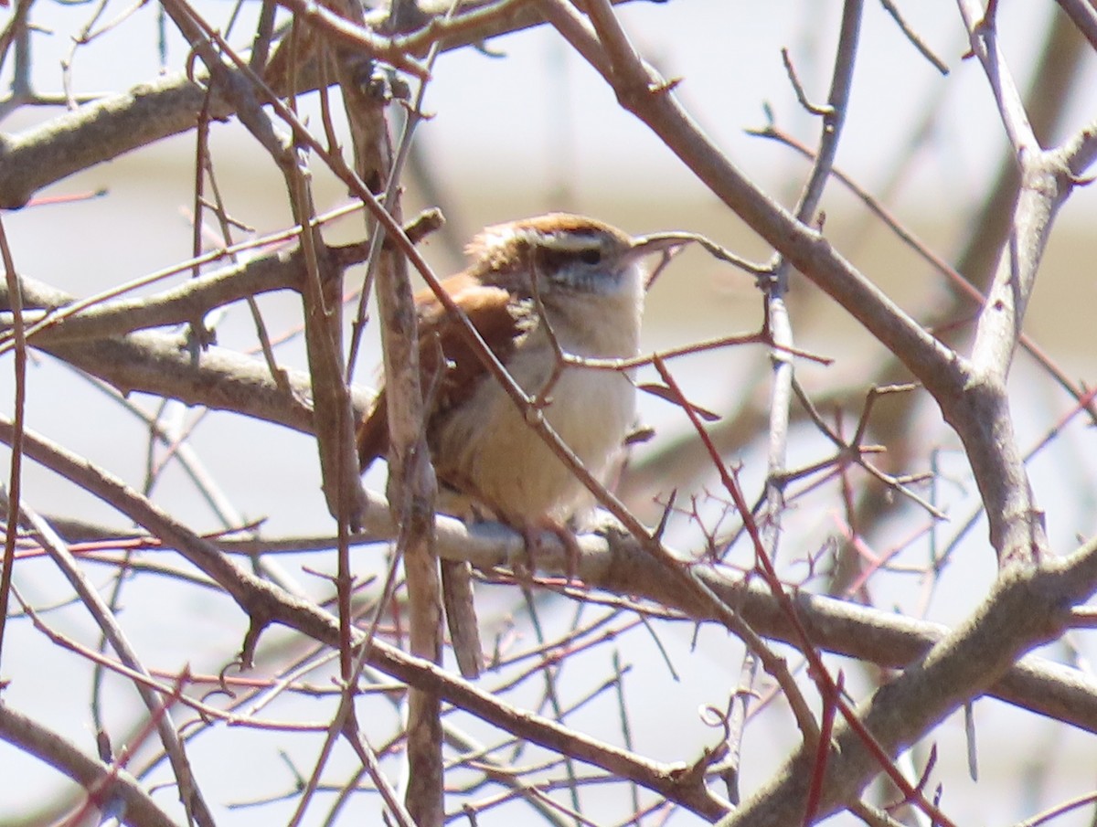 Carolina Wren - ML429987251