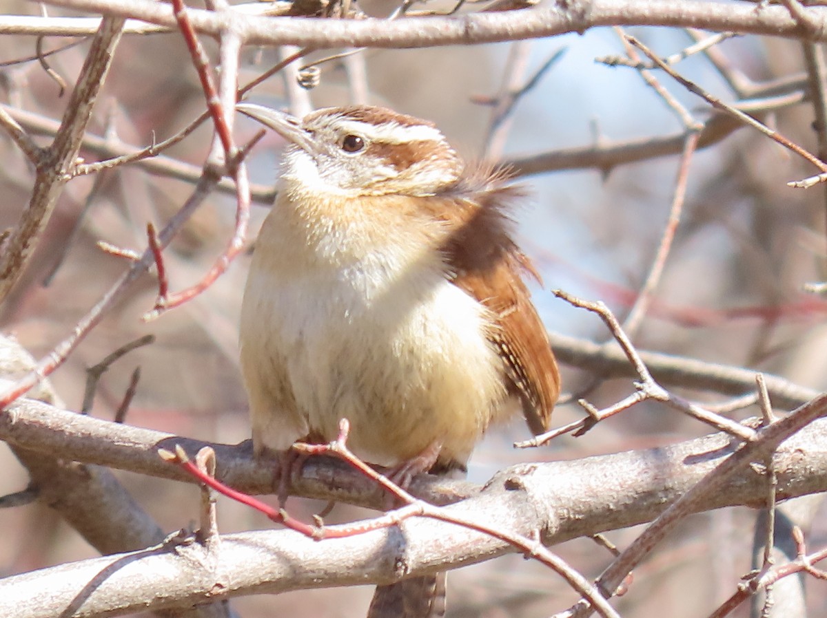 Carolina Wren - Jim Proffitt