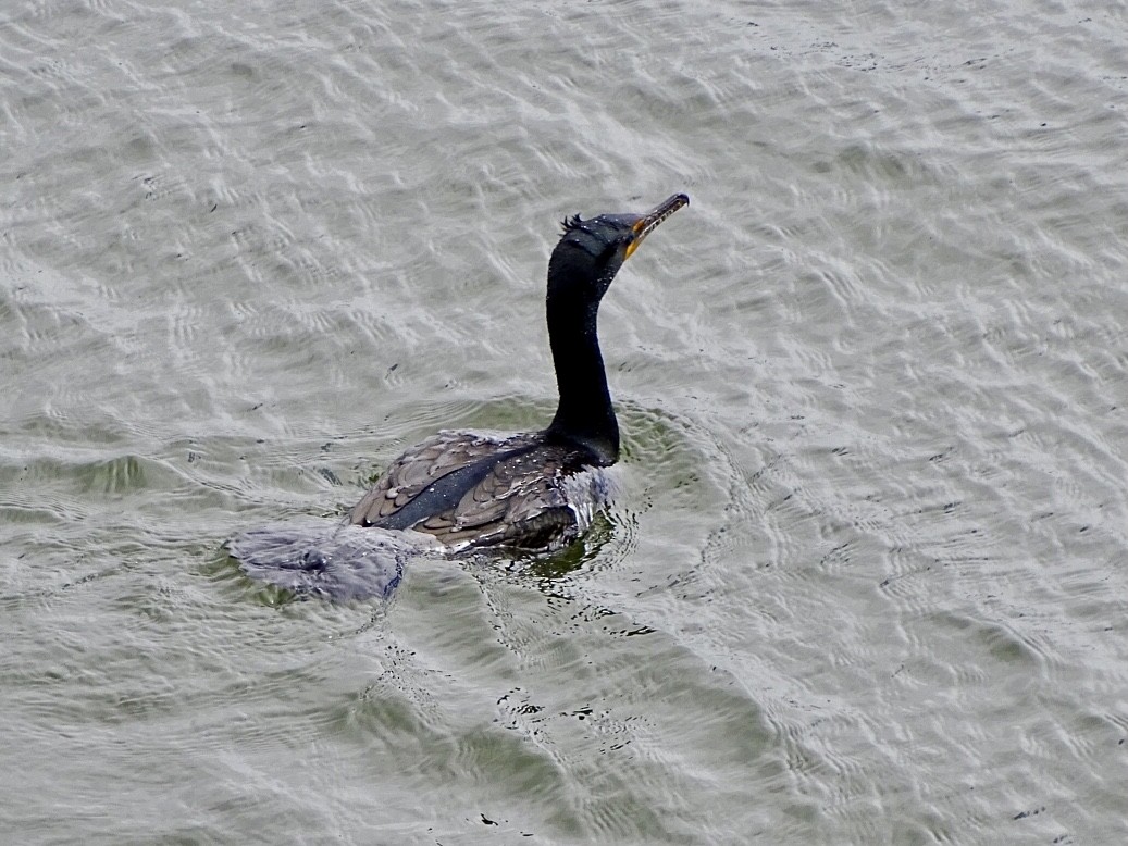 Cormorán Orejudo - ML429987321