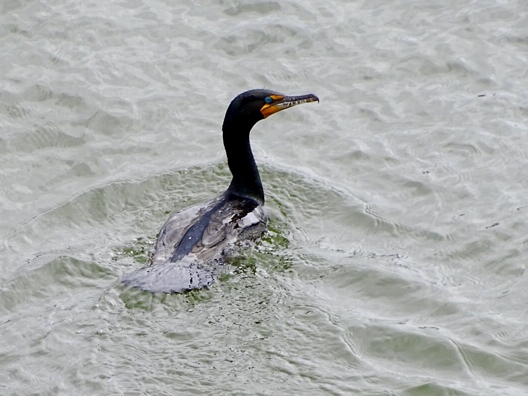 Cormorán Orejudo - ML429987351