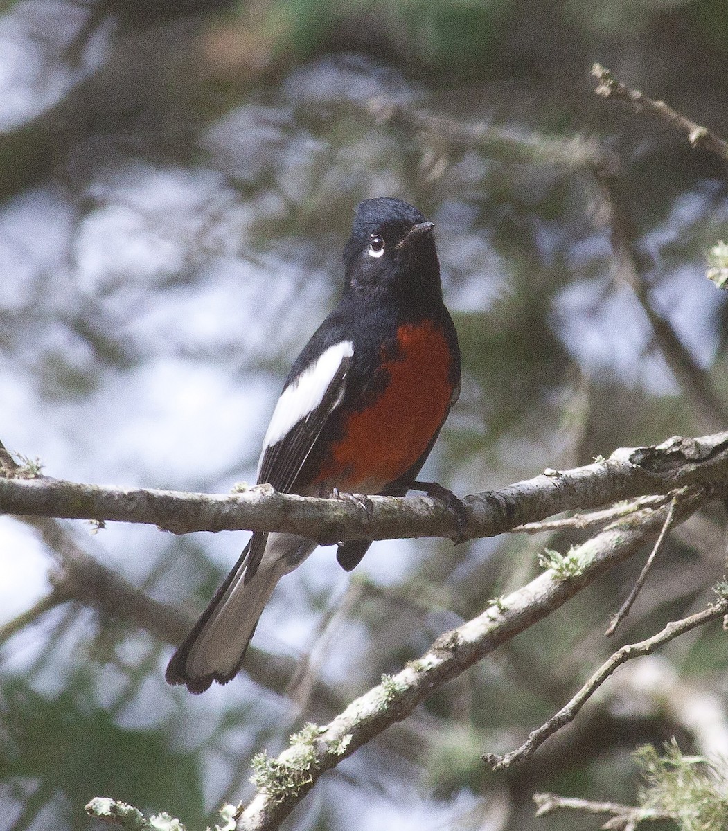 Painted Redstart - ML42998841