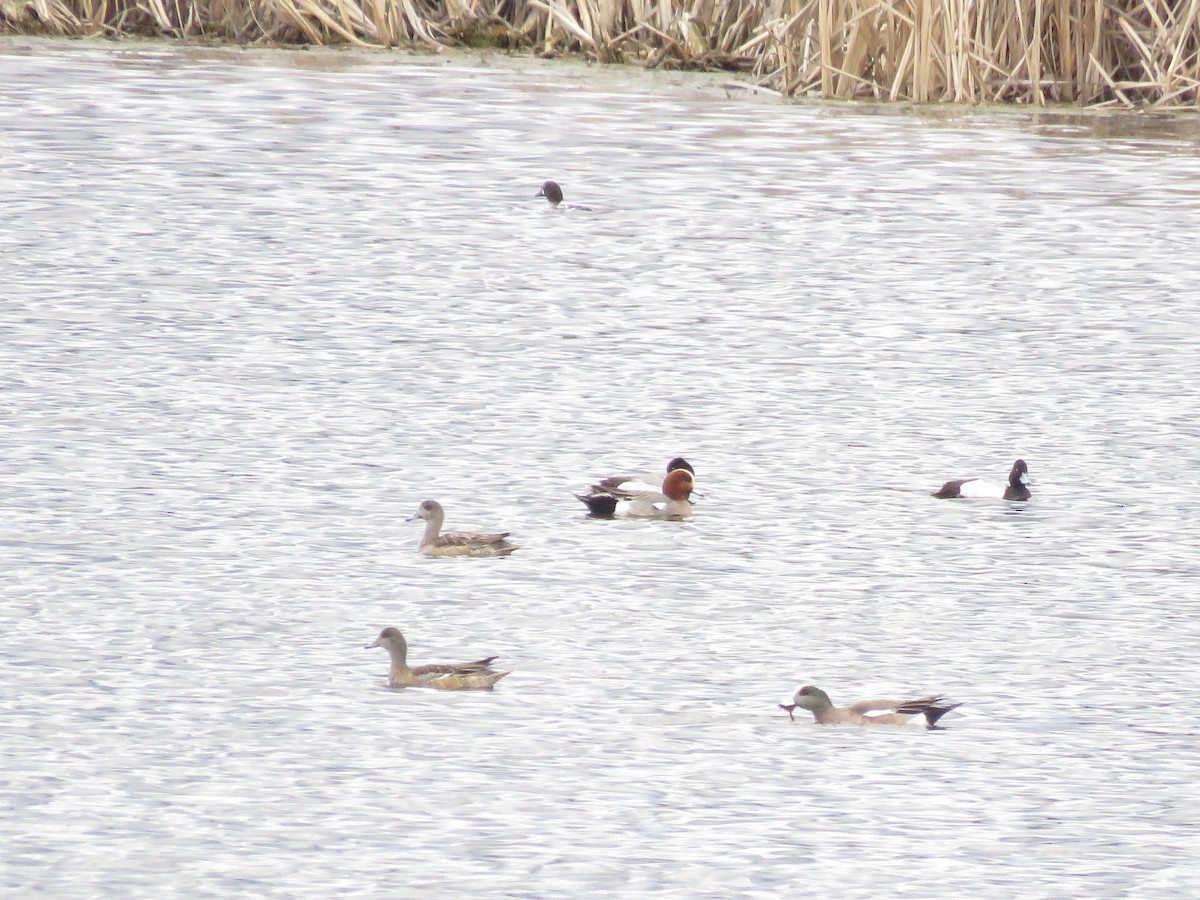 Eurasian Wigeon - ML429989611