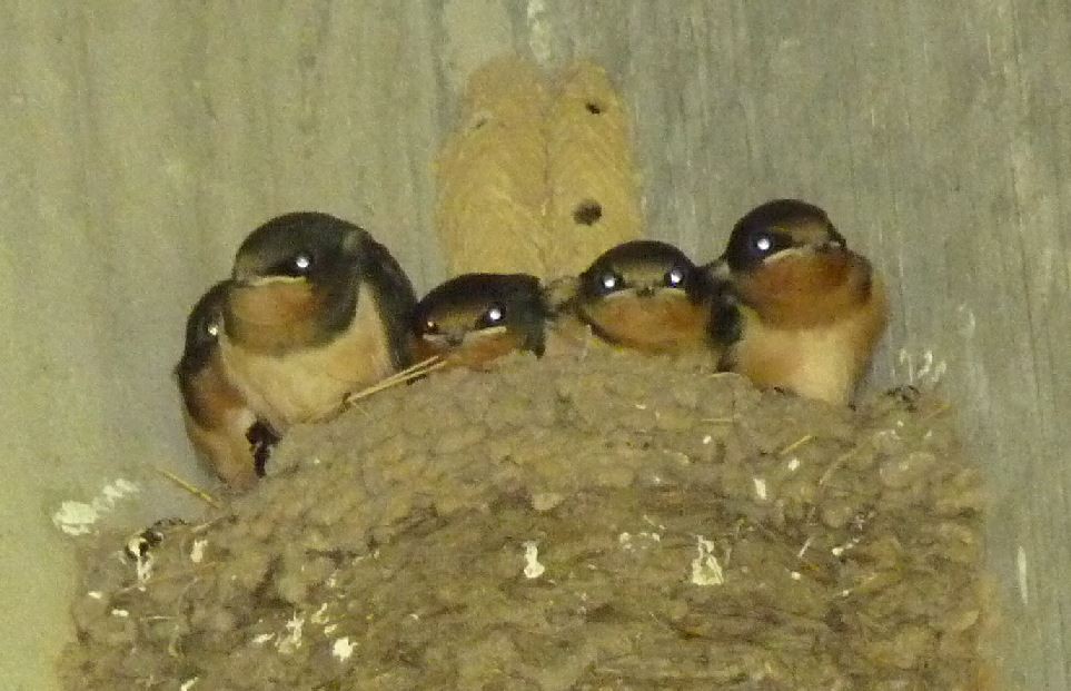 Barn Swallow - ML429990551