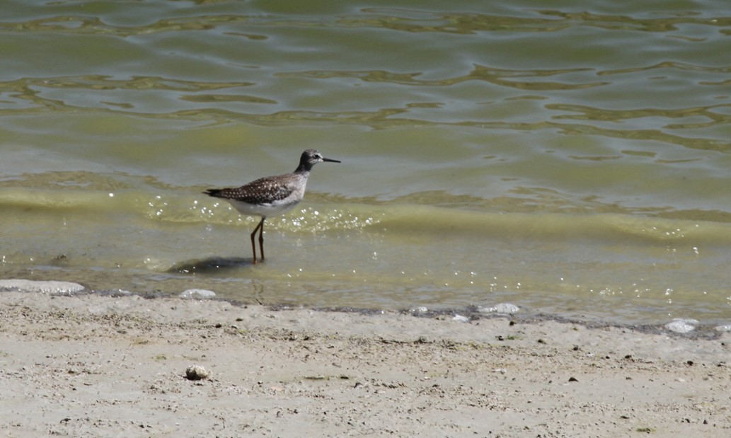 Lesser Yellowlegs - ML429990971