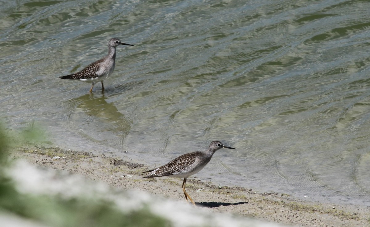 Lesser Yellowlegs - Kendall Watkins