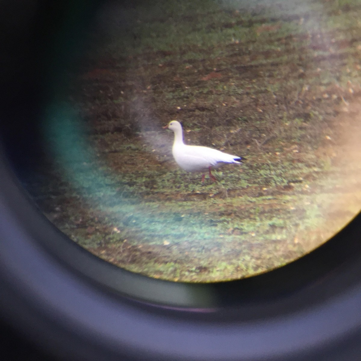 Ross's Goose - ML42999101