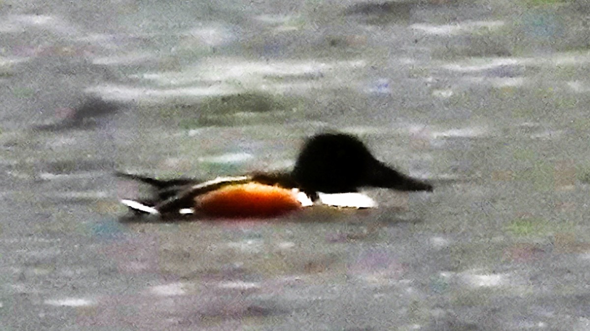 Northern Shoveler - ML429992501