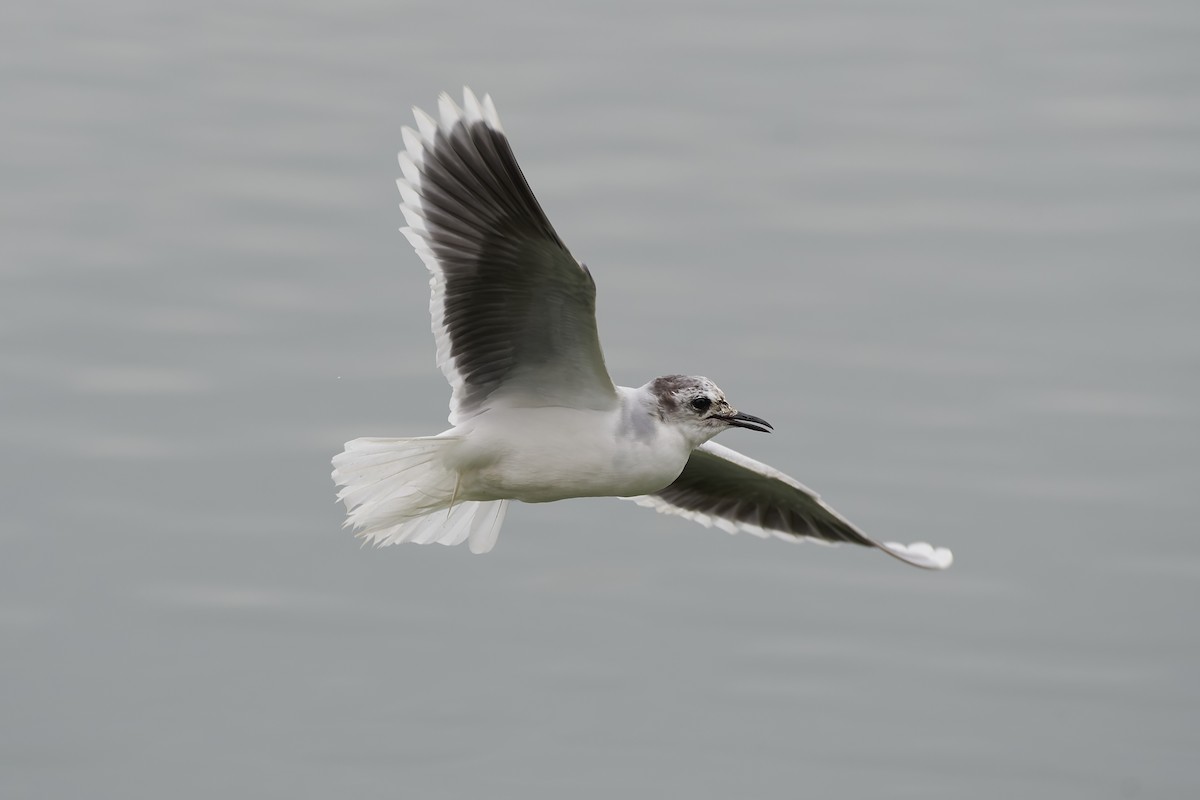 Little Gull - ML429993491