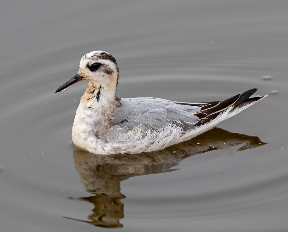 polarsvømmesnipe - ML429993621