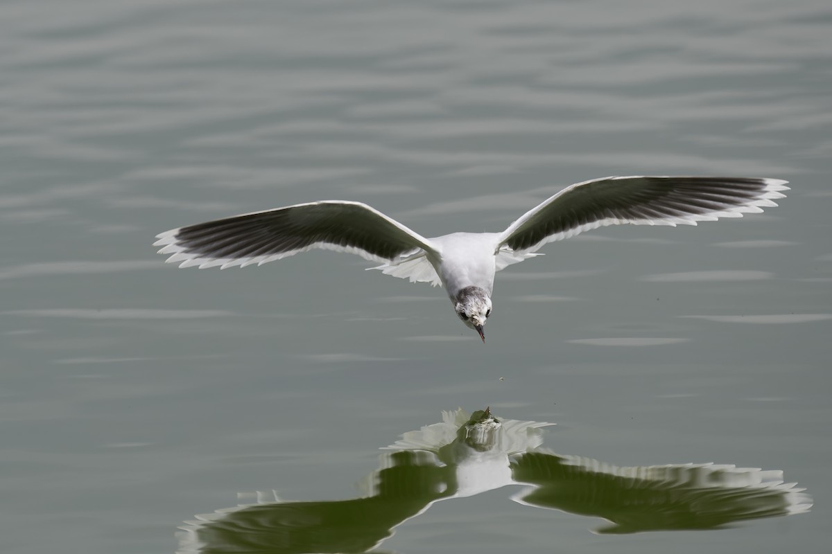 Little Gull - ML429993641