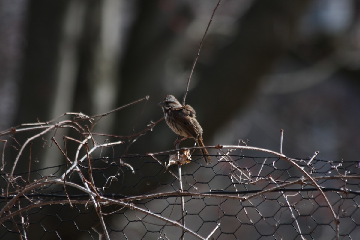 Song Sparrow - ML429993911