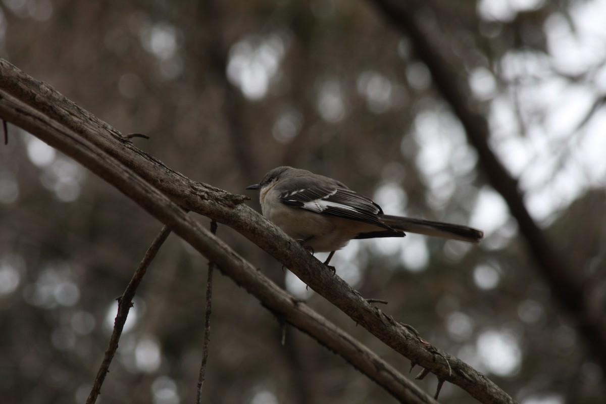 Northern Mockingbird - Patrick Harmon