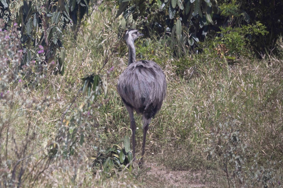 Greater Rhea - ML429994061