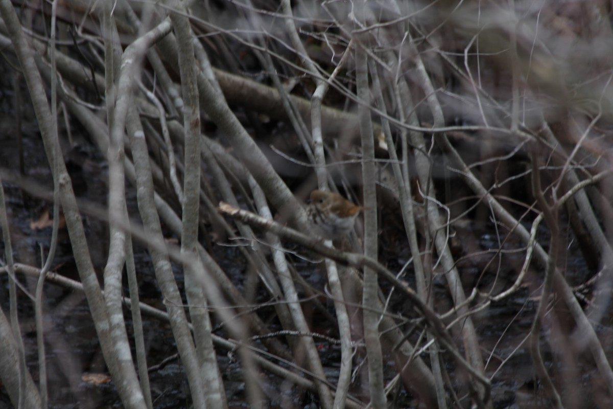 Hermit Thrush - ML429996891