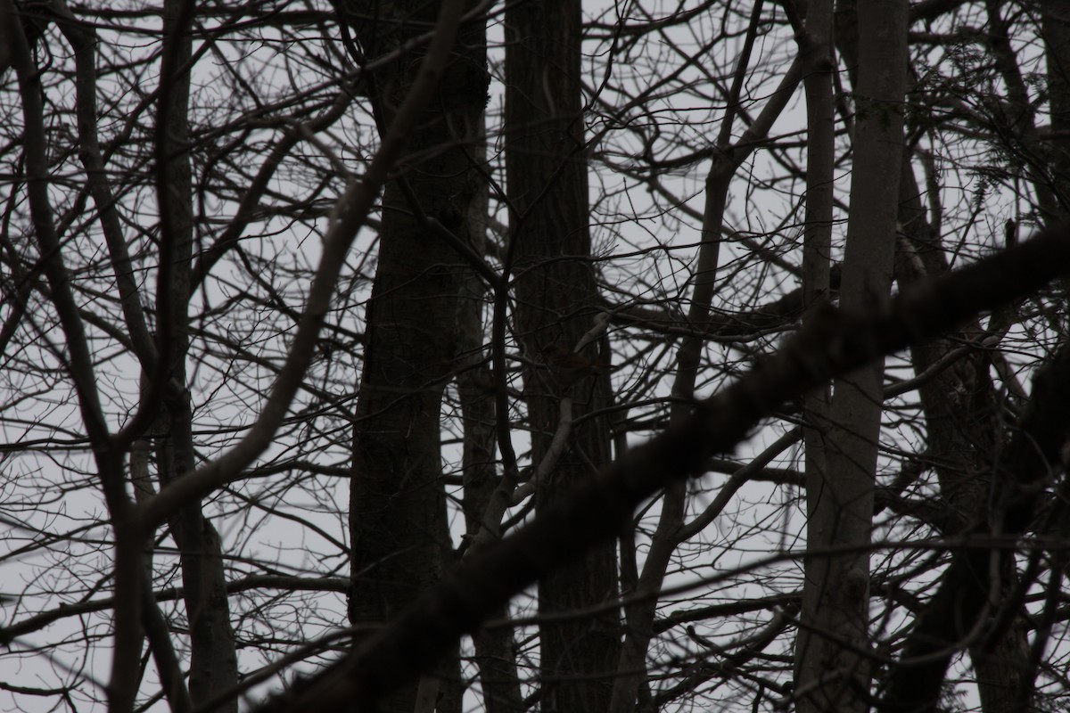 Hermit Thrush - ML429996901