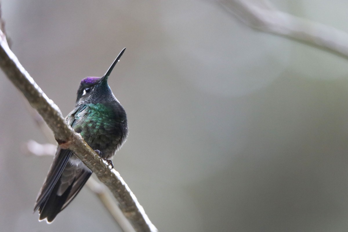 kolibřík skvostný - ML429997001