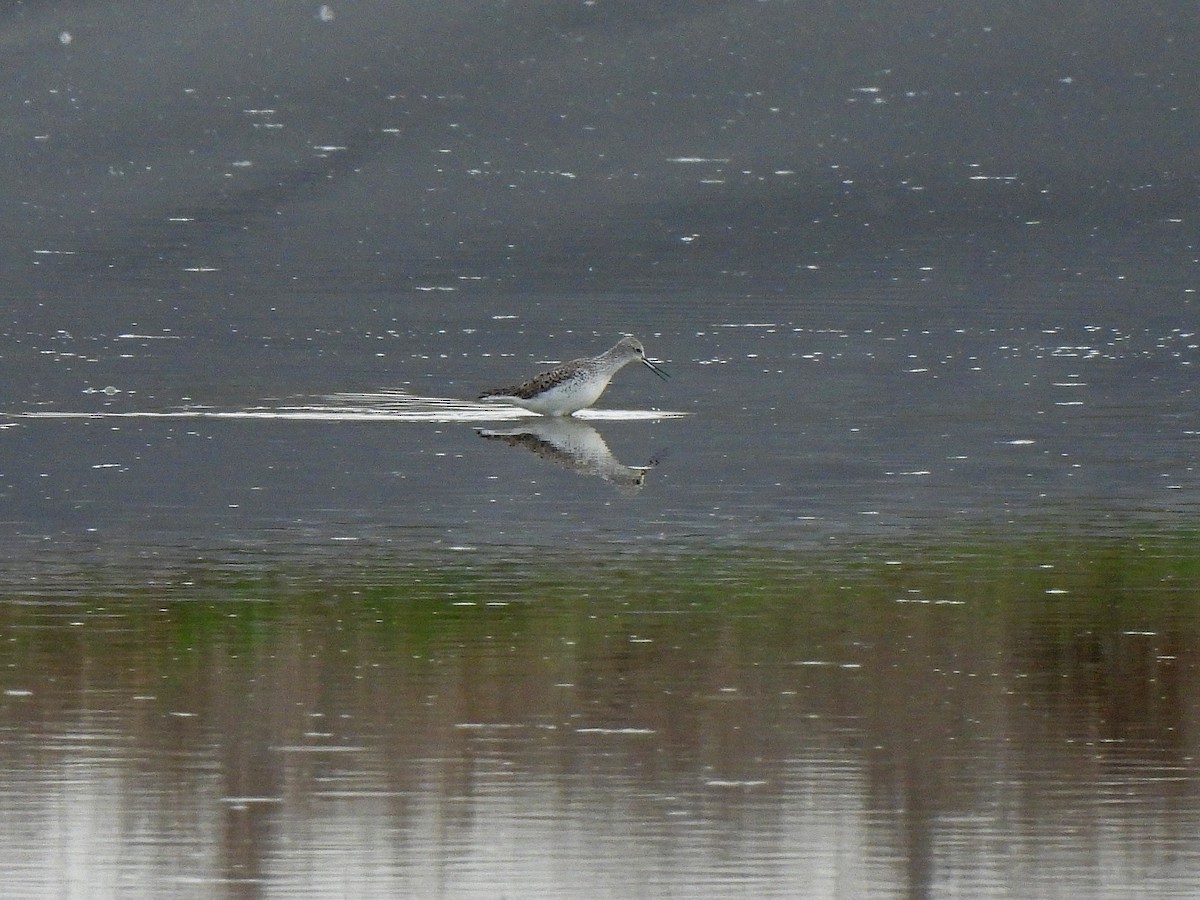 Marsh Sandpiper - ML429997881