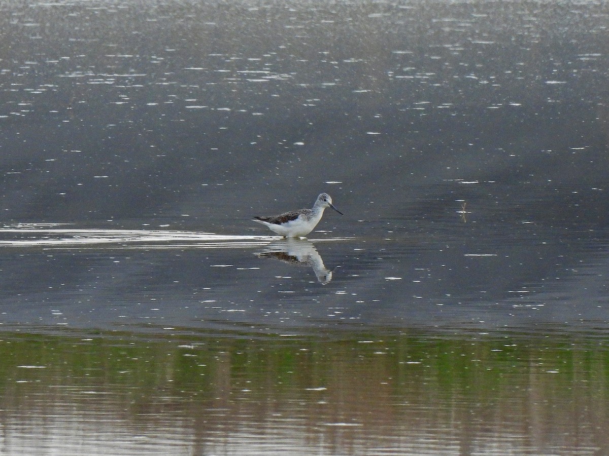 Common Greenshank - ML429997891