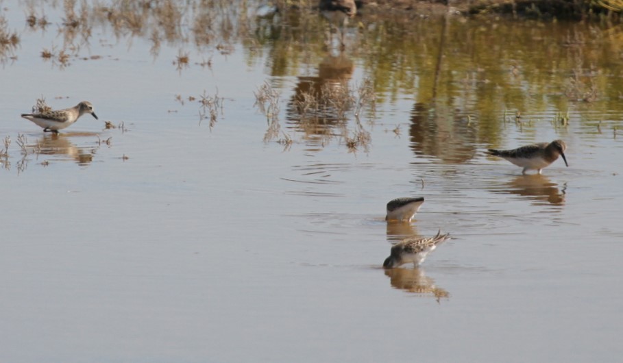 Bairdstrandläufer - ML429998911