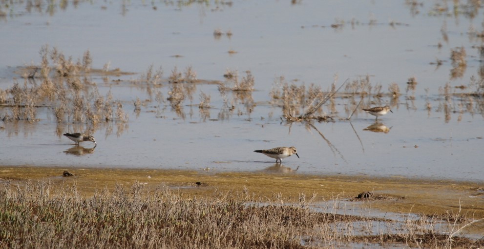 Bécasseau de Baird - ML429998951