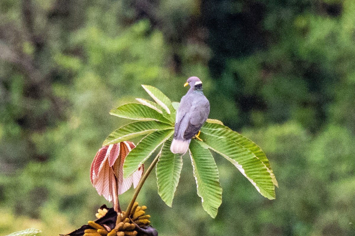 Band-tailed Pigeon - ML430001071