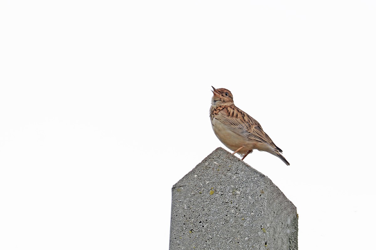 Wood Lark - Francisco Barroqueiro