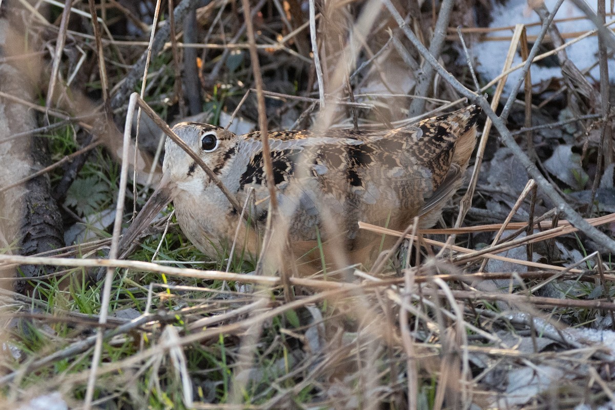 American Woodcock - Rob  Sielaff