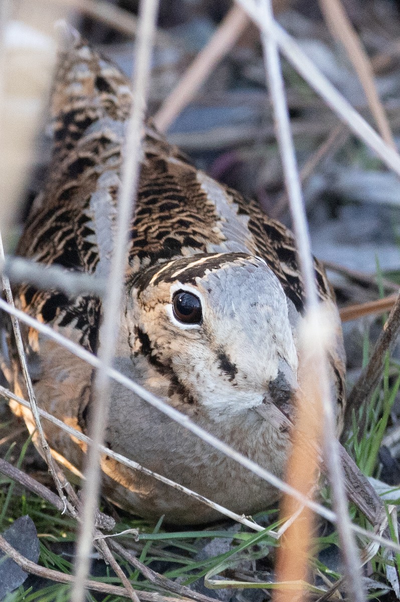 American Woodcock - ML430002681