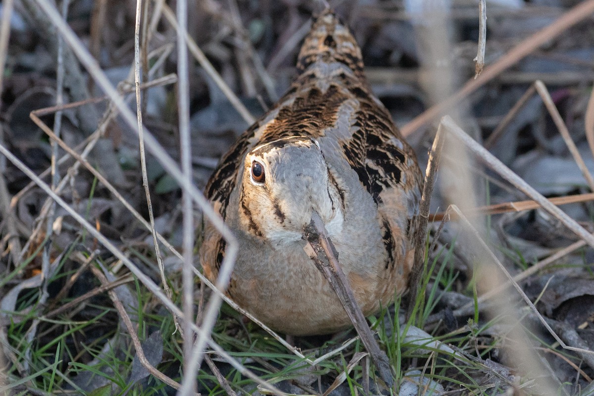 American Woodcock - ML430002741