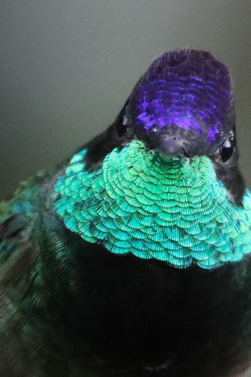 kolibřík skvostný - ML430003271
