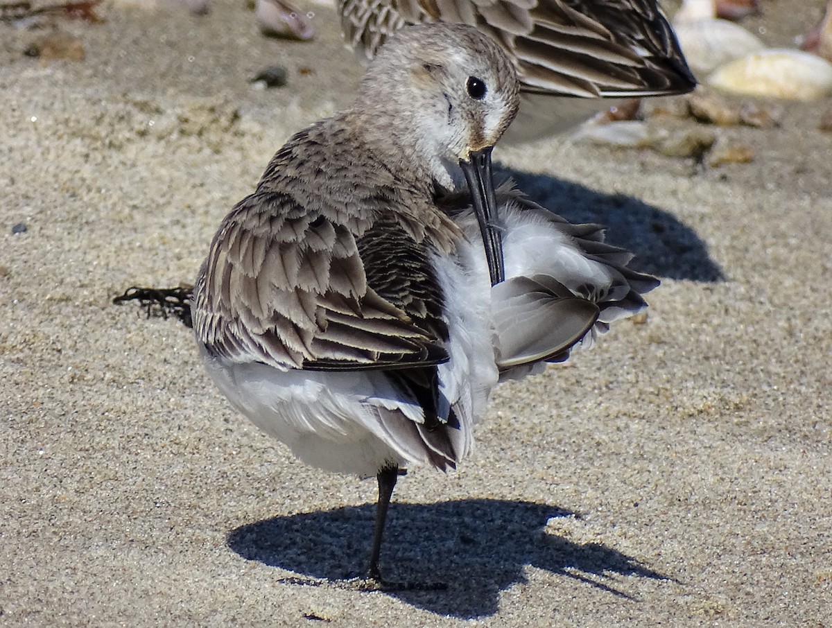 Dunlin - Jim Sweeney