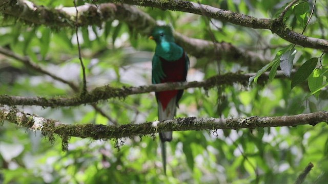Quetzal resplendissant (costaricensis) - ML430005471