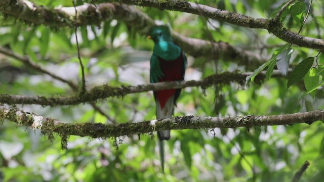 kvesal chocholatý (ssp. costaricensis) - ML430005471