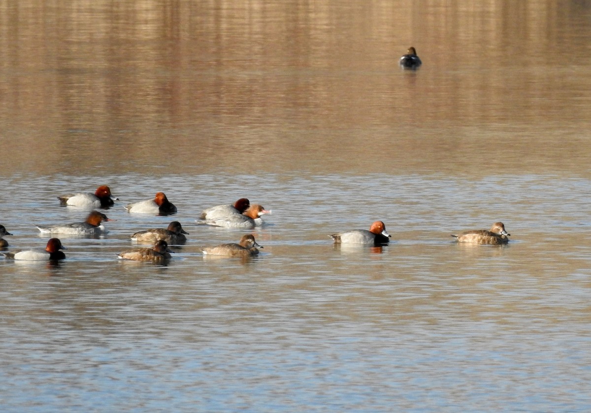 Redhead - ML430009431