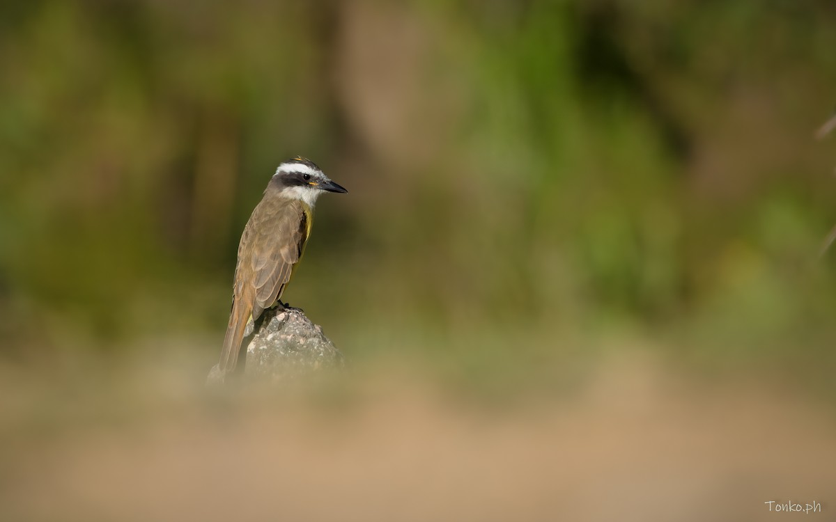 Great Kiskadee - Carlos Maure