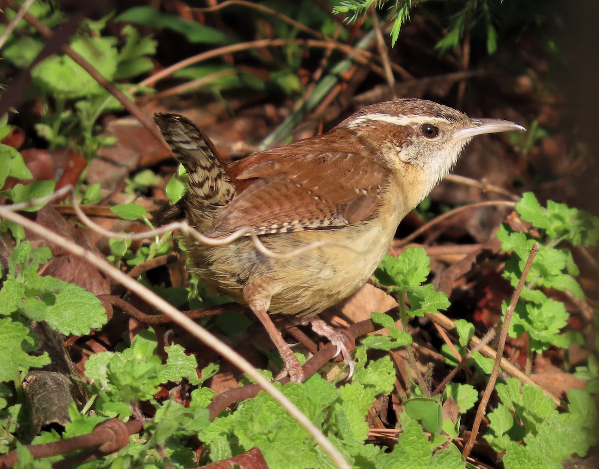 Carolina Wren - ML430011861